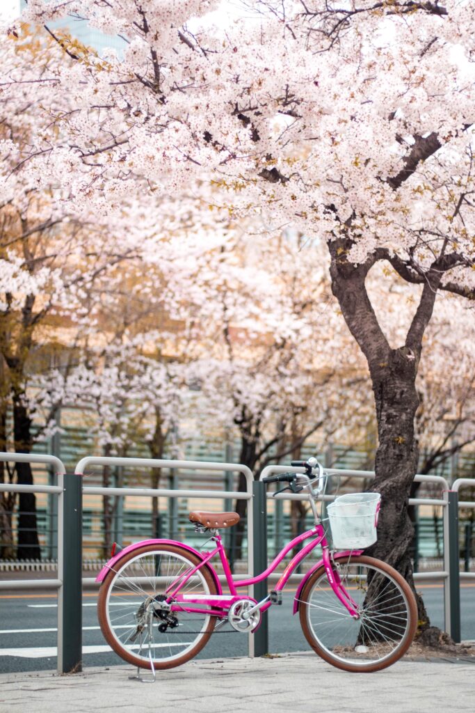 A pink bicycle leans against a railing with cherry blossom trees flowering in the background.
